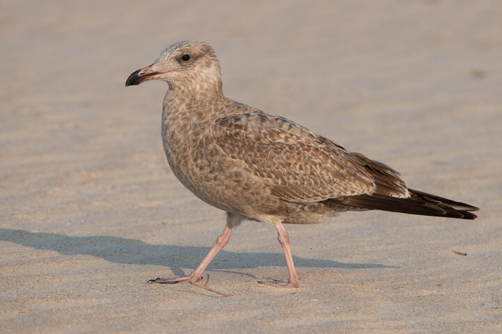 Herring Gull (Immature)